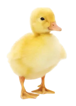 Baby Duck
